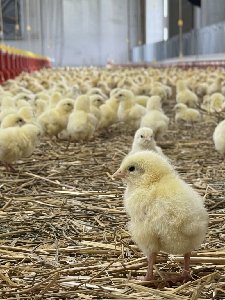 Interior of a clean, modern poultry barn